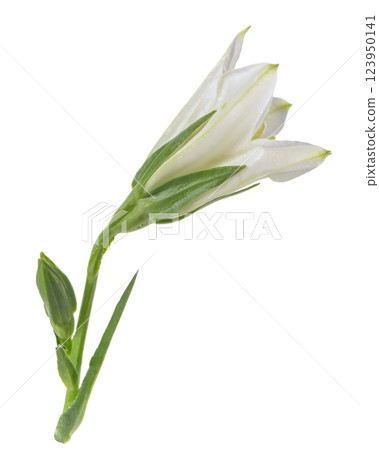 beautiful white hand bell is isolated on white background, closeup 123950141