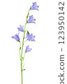 bluebell flower, isolated on a white background 123950142