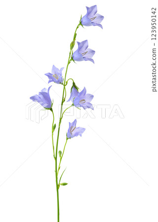bluebell flower, isolated on a white background 123950142