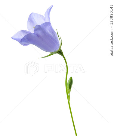bluebell flower, isolated on a white background 123950143