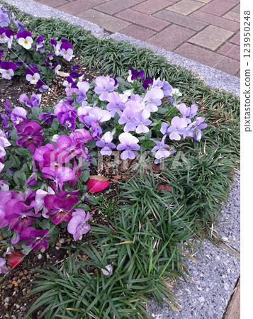 Purple flowers, petals, flower bed flowers Purple flowers, petals, flower bed flowers 123950248