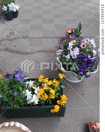 花園、陽臺園藝、園藝用品 花園、陽臺園藝、園藝用品 123950418