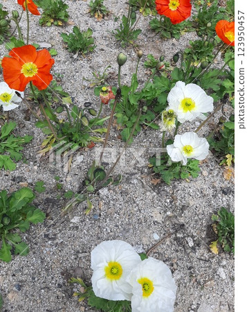 大花，五顏六色的花，公園裡的花 123950457