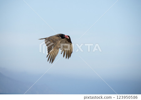 zopilote flying mexico baja california sur 123950586