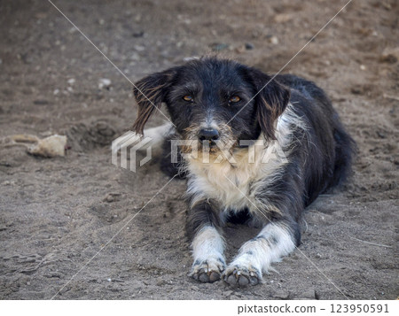 Tramp abandoned mexican dog portrait 123950591
