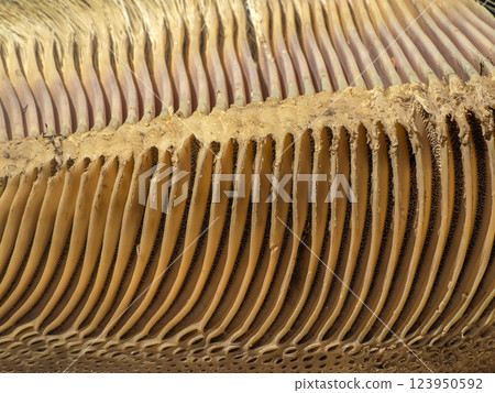 grey whale baleen detail close up 123950592