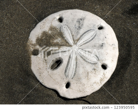 Sand dollars sea urchin close up Sand dollars sea urchin close up 123950595