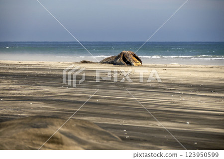dead Male gray whale on the shore of bahia magdalena baja california sur mexico in front of pacific ocean 123950599