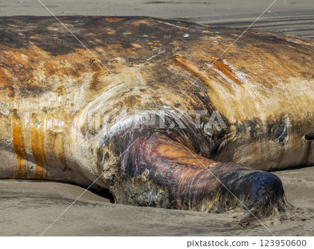 detail of penis a dead Male gray whale on the shore of bahia magdalena baja california sur mexico 123950600