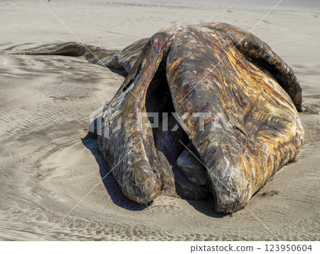 dead Male gray whale on the shore of bahia magdalena baja california sur mexico 123950604