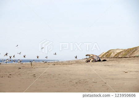 seagulls eating dead Male gray whale on the shore of bahia magdalena baja california sur mexico 123950606