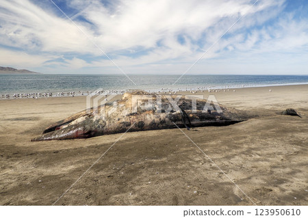 dead Male gray whale on the shore of bahia magdalena baja california sur mexico dead Male gray whale on the shore of bahia magdalena baja california sur mexico 123950610