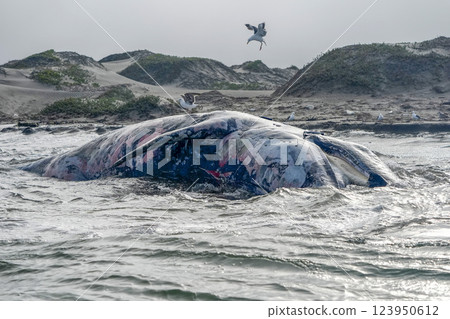 seagulls eating dead Male gray whale on the shore of bahia magdalena baja california sur mexico 123950612