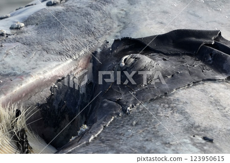 detail of the eye of dead Male gray whale on the shore of bahia magdalena baja california sur mexico 123950615