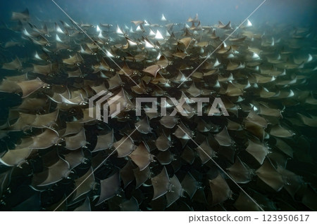 diving underwater with a Huge school of mobulas mobula munkiana in cortez sea ensenada de muertos baja de los sunos baja california sur Mexico 123950617