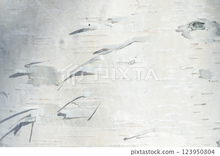 Detailed close-up of the light-colored bark of a birch tree 123950804