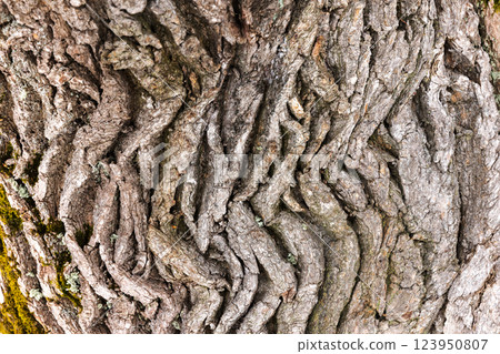 A macro shot showcasing intricate details, deep textures A macro shot showcasing intricate details, deep textures 123950807