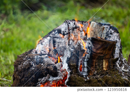 A close-up view of a burning tree stump in a grassy environment 123950816