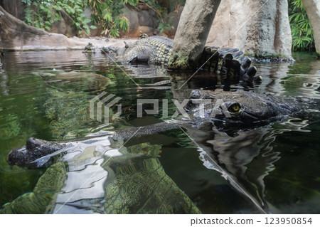 Crocodile partially submerged in water with reflection 123950854