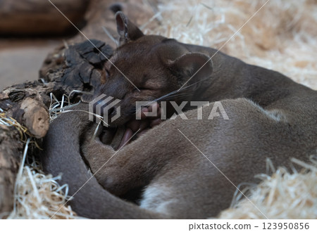 Sleeping fossa curled up on straw in a natural habitat 123950856