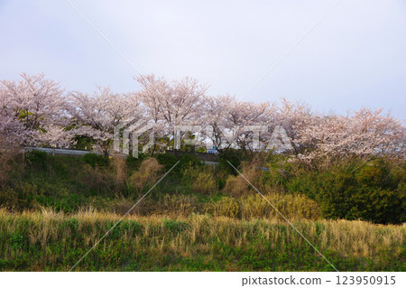 兵庫縣洲本市善光寺周圍的櫻花樹 兵庫縣洲本市善光寺周圍的櫻花樹 123950915