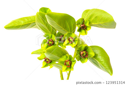 Persimmon tree branch blooming with small green flowers and leaves Persimmon tree branch blooming with small green flowers and leaves 123951314