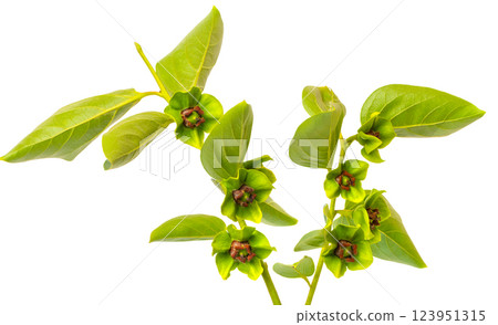 Persimmon tree branch showing green leaves and flowers on white background 123951315