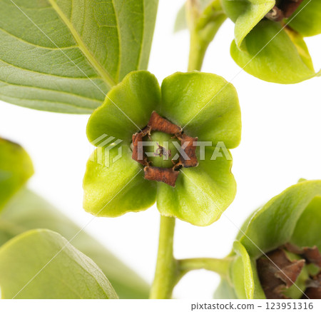 Close-up of persimmon flower blooming on branch Close-up of persimmon flower blooming on branch 123951316