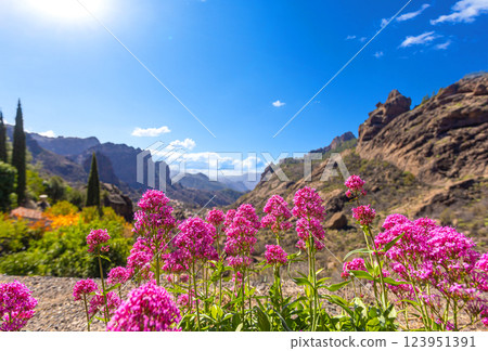Pink flowers growing in the mountains of gran canaria, canary islands, spain 123951391