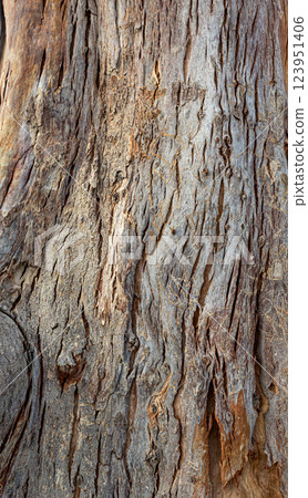 Textured bark of a tree creating a captivating natural background Textured bark of a tree creating a captivating natural background 123951406