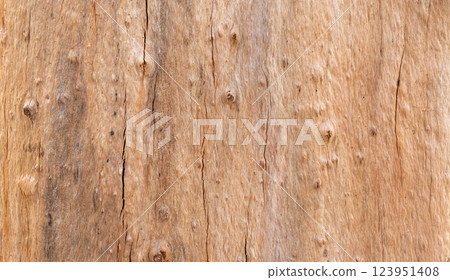 Close up of tree bark showing texture and cracks in natural wood 123951408