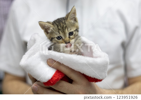 A vet holds a small tabby kitten, nestled in a festive Christmas hat with its pink tongue peeking out playfully, radiating cuteness and holiday cheer. A stray kitten in the arms of a vet. 123951926