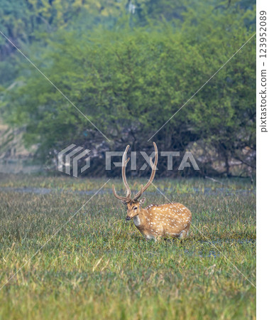 long and big antler wild male spotted deer or chital cheetal axis axis at ranthambore national park forest tiger reserve rajasthan india in natural green scenic background in winter season safari 123952089