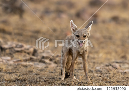 indian fox or Bengal fox or Vulpes bengalensis close up or portrait at ranthambore national park forest reserve rajasthan india fox head on with eye contact in summer season wildlife jungle safari 123952090