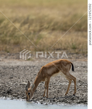 Chinkara or Indian gazelle or Gazella bennettii an Antelope close up or portrait drinking water quenching thirst from waterhole in safari natural green at ranthambore national park rajasthan india 123952092