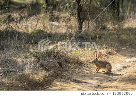 wild indian hare or black naped hare or Lepus nigricollis on forest track or road in summer season safari at ranthambore national park tiger reserve rajasthan india 123952093