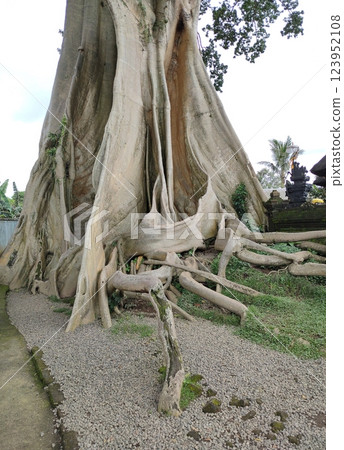 Bayan Ancient Tree In Bali: The Kayu Putih Giant Tree 123952108