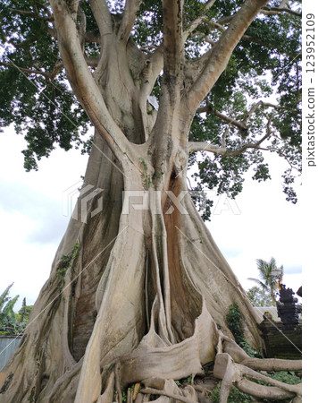 Bayan Ancient Tree In Bali: The Kayu Putih Giant Tree Bayan Ancient Tree In Bali: The Kayu Putih Giant Tree 123952109
