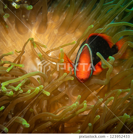 A closeup shot of a Clownfish or Anemonefish peaking out from its host anemone A closeup shot of a Clownfish or Anemonefish peaking out from its host anemone 123952433