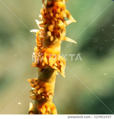 Close-up photography of an Anker's whip coral shrimp on a whip coral. Photo from the Philippines 123952437