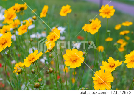 Yellow flower lance leaved, Coreopsis lanceolata, Lanceleaf Tickseed or Maiden eye on meadow, field Yellow flower lance leaved, Coreopsis lanceolata, Lanceleaf Tickseed or Maiden eye on meadow, field 123952650
