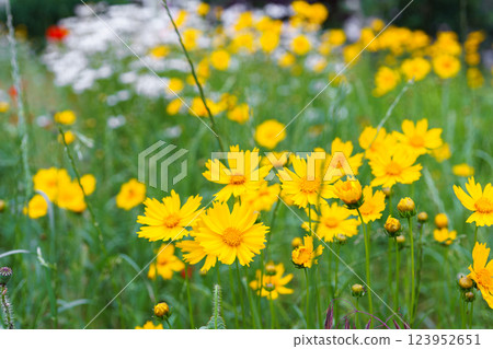 Yellow flower lance leaved, Coreopsis lanceolata, Lanceleaf Tickseed or Maiden eye on meadow, field Yellow flower lance leaved, Coreopsis lanceolata, Lanceleaf Tickseed or Maiden eye on meadow, field 123952651