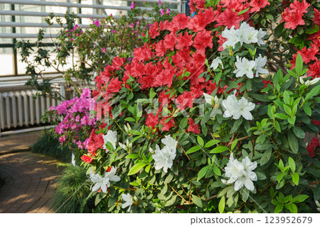 Red, pink and white japan Azalea Ericaceae bushes in full bloom, rhododendron flower background 123952679