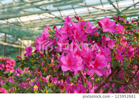 Blooming pink japan Azalea Ericaceae bush, Geisha Purple, rhododendron flower macro, background Blooming pink japan Azalea Ericaceae bush, Geisha Purple, rhododendron flower macro, background 123952681