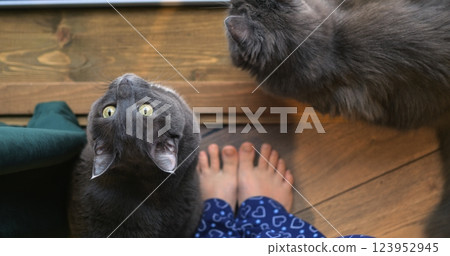 Cats seek attention under desk, creating distraction that derails morning tasks, as distraction grows with playful curiosity, reminding us to tame distraction for efficiency. peaceful domestic bliss. 123952945