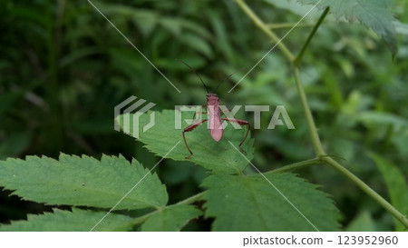 Image of Groundnut Bug, Acanthocoris sordidus (Coreidae) on green leaves. Insect. Animal. 123952960