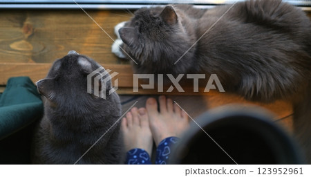 Woman sips coffee while cats purr around ankles, embracing ritual of slow affection, infusing ritual into daily routine so ritual deepens mindful connections. Morning with group of cats in cozy home 123952961