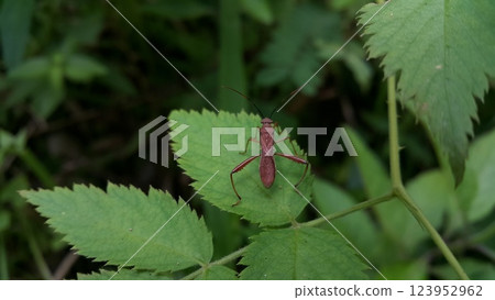 Image of Groundnut Bug, Acanthocoris sordidus (Coreidae) on green leaves. Insect. Animal. 123952962