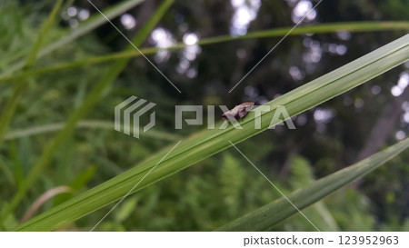Aphrophora alni, Froghopper, the European alder spittle bug, is a species belonging to the family Aphrophoridae. Aphrophora alni, Froghopper, the European alder spittle bug, is a species belonging to the family Aphrophoridae. 123952963