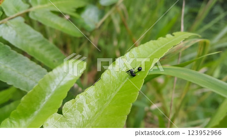 Black ants die on green leaves. 123952966